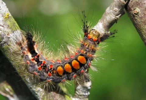 Rusty tussock moth Stock Photos