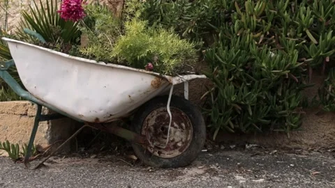 Rusty wheelbarrow repurposed as flower planter in garden Stock Footage 312769581