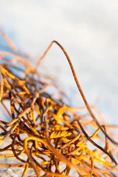 Rusty wire Stock Photos