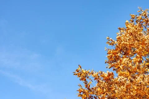 Rusty yellow trees in forest during autum season . Stock Photos