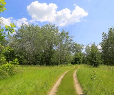 Rut road in forest 스톡 사진
