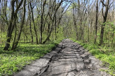 Rut road in spring forest Stock Photos