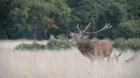 Rut time - Red Deer, Cervus elaphus, Deer Vidéo 139922186