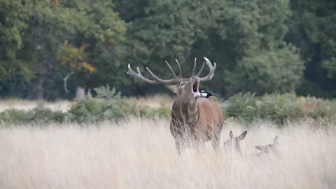 Rut time - Red Deer, Cervus elaphus, Deer Video stock 139922191