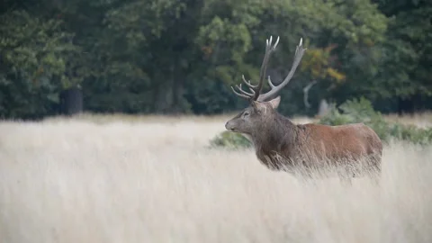 Rut time - Red Deer, Cervus elaphus, Deer Stock Footage 139922216