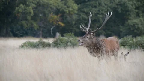 Rut time - Red Deer, Cervus elaphus, Deer Stock Footage 139922225