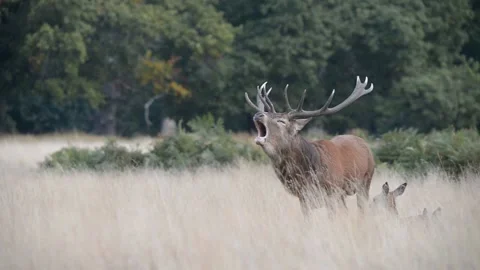 Rut time - Red Deer, Cervus elaphus, Deer Stock Footage 139922229