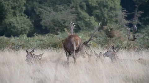 Rut time - Red Deer, Cervus elaphus, Deer Stock Footage 139922366