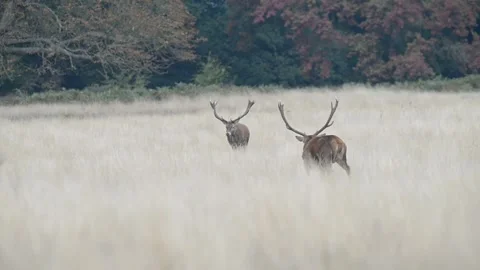 Rut time - Red Deer, Cervus elaphus, Deer 動画素材 139922412