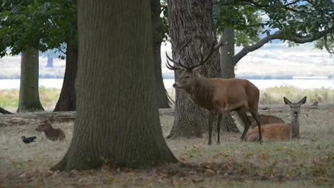Rut time - Red Deer, Cervus elaphus, Deer Stock-Footage 139922469