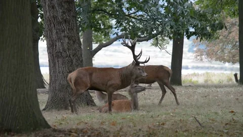 Rut time - Red Deer, Cervus elaphus, Deer Vidéo 139922470