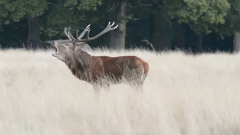 Rut time - Red Deer, Cervus elaphus, Deer Stock Footage 139922500