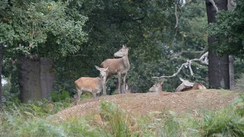 Rut time - Red Deer, Cervus elaphus, Deer Stock Footage 139922526