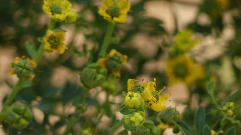 Ruta chalepensis, Rutaceae Stock Footage 63142543