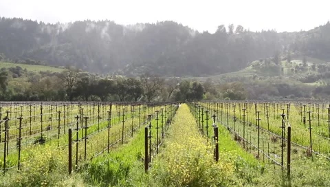 Rutherford CA Vineyards Stock Footage 1806511