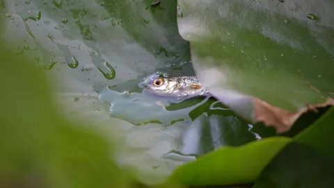 Rutilus rutilus aka Common roach stuck in a water lily leaf. 動画素材 314228153