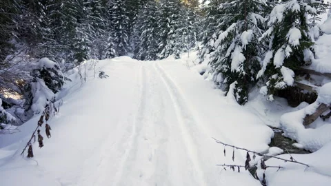 Ruts in the snow on a forest road Stock Footage 265105823