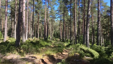 Rutted track through a pine forest, Highlands of Scotland Stock Footage 77192469