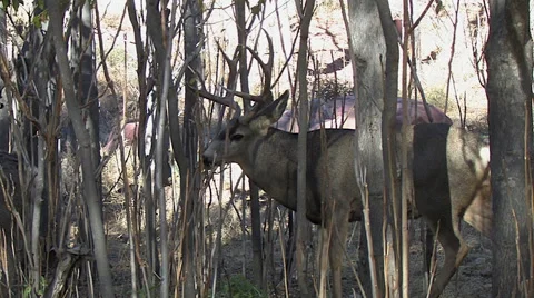 Rutting Buck Panting in Thick Saplings Version Two Stock Footage 49649253