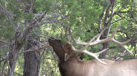 Rutting Elk Close Up Vídeos de archivo 27845714
