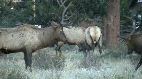 Rutting Elk Fighting Vídeos de archivo 12757034