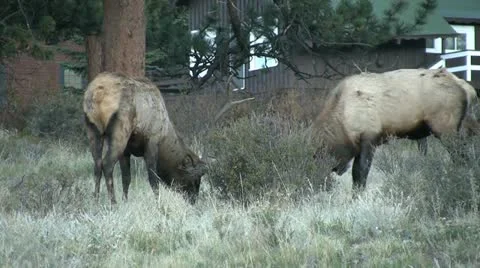 Rutting Elk Fighting Stock-Footage 12757057