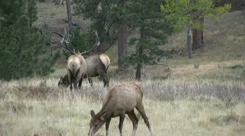 Rutting Elk Vídeos de archivo 12451597