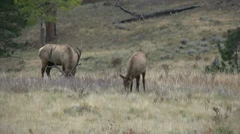 Rutting Elk Stockbeeldmateriaal 12452180