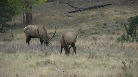 Rutting Elk Vídeos de archivo 12452603