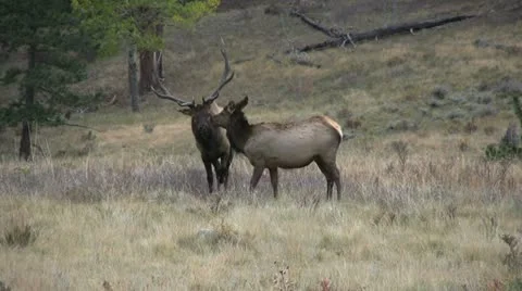 Rutting Elk Vídeos de archivo 12452742