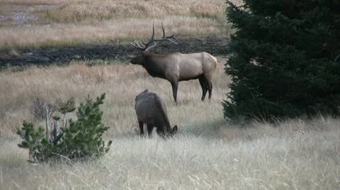 Rutting Elk Stock-Footage 12531026