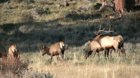 Rutting Elk Herd Vídeos de archivo 12474587