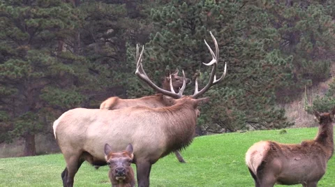 Rutting Elk Herd Vídeos de archivo 42576816