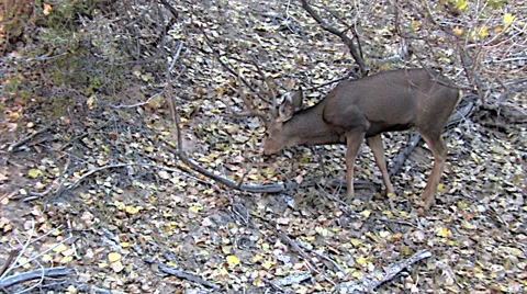 Rutting Mule Deer Buck Feeds in Autumn Leaves Stock Footage 49645945