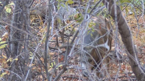 Rutting Mule Deer Buck Walking in Thick Trees Stock Footage 49658074