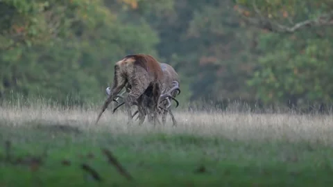 Rutting Red Deer Stags Stock Footage 319291514