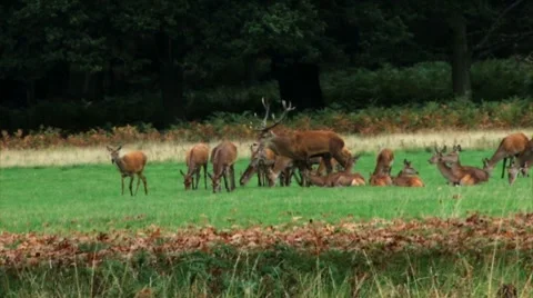 Rutting Stag Stock Footage 8521202