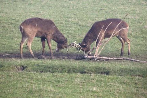 Rutting Stags Stock Photos