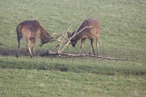 Rutting Stags Stock Photos
