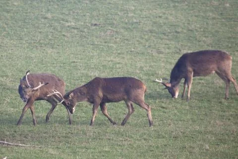 Rutting Stags Stock Photos