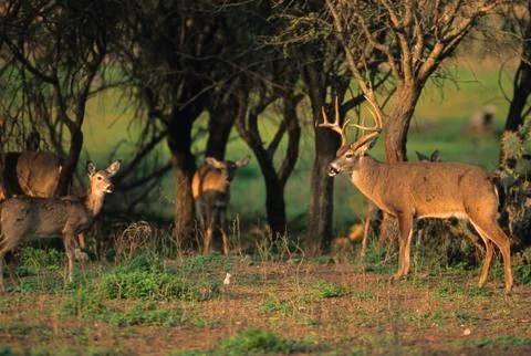 Rutting Whitetails Stock Photos
