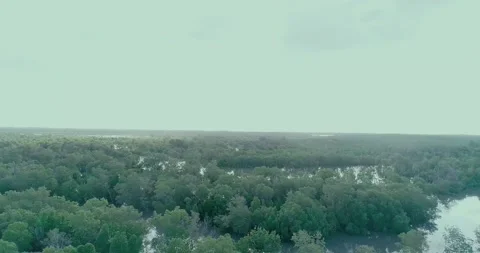 Ruvu river forest and stream of water channelled into the ocean Stock Footage 165657752