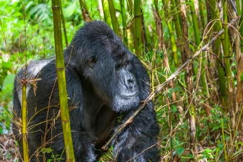 Rwanda Silverback Stock Photos