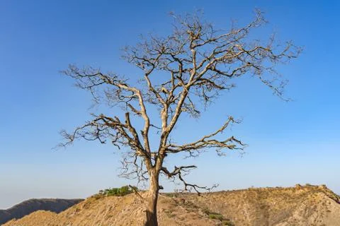 Ry branches of stand alone tree without any leafs on blue sky. from the sun t Stock Photos