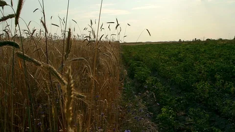 Rye and potatoes on the field Video stock 98601552