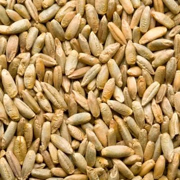 Rye background Foto stock