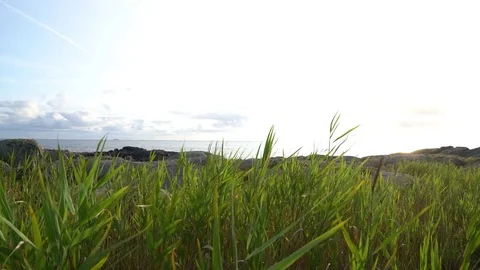 Rye blowing in the wind Vídeo Stock 84306786