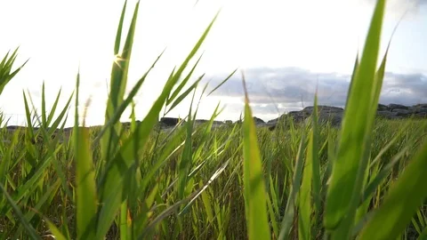 Rye blowing in the wind Vídeos de archivo 84307024