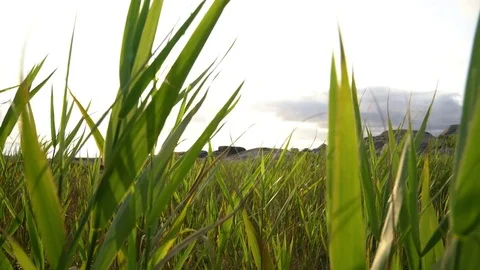 Rye blowing in the wind Vídeo Stock 84309435