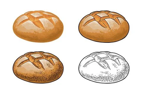 Rye bread. Vector color hand drawn realistic illustration Illustration